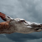 Jochen Resch, Germany, Enhanced, Open Shortlist